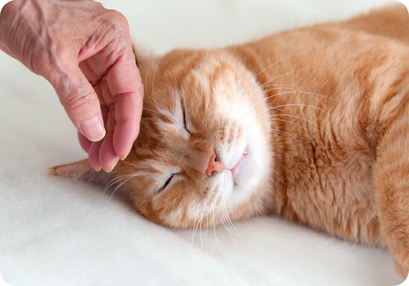 寝転んで頭をなでられている猫