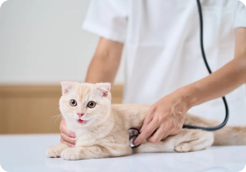 聴診器を当てられている猫