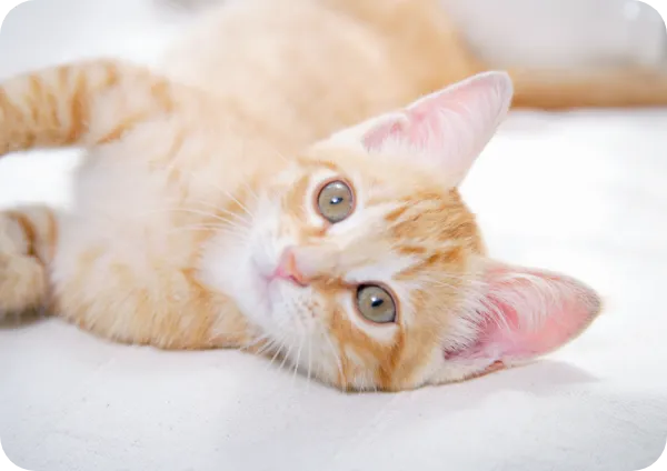 寝転んでこちらを見ているミックス猫