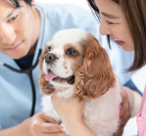 犬の保険の選び方