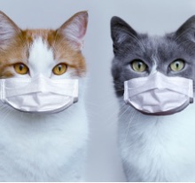 猫の病気事典|FPCのペット保険