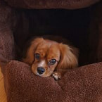 ペットベッドにいるキャバリア