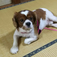 畳の上にいるキャバリア