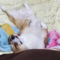 寝ているウェルシュ・コーギー
