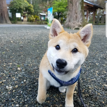散歩中の柴犬