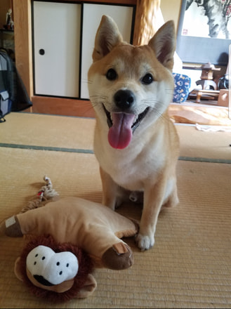 おもちゃと柴犬