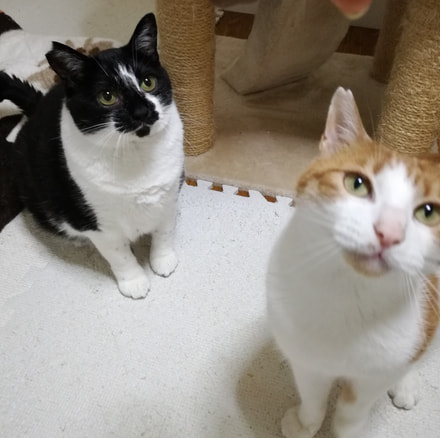 多頭飼いでも継続しやすい保険料で、手厚い補償内容が魅力でした。