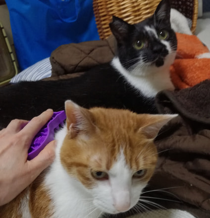 なでられているミックス猫
