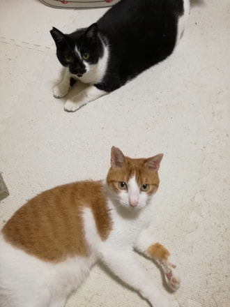 寝転ぶミックス猫