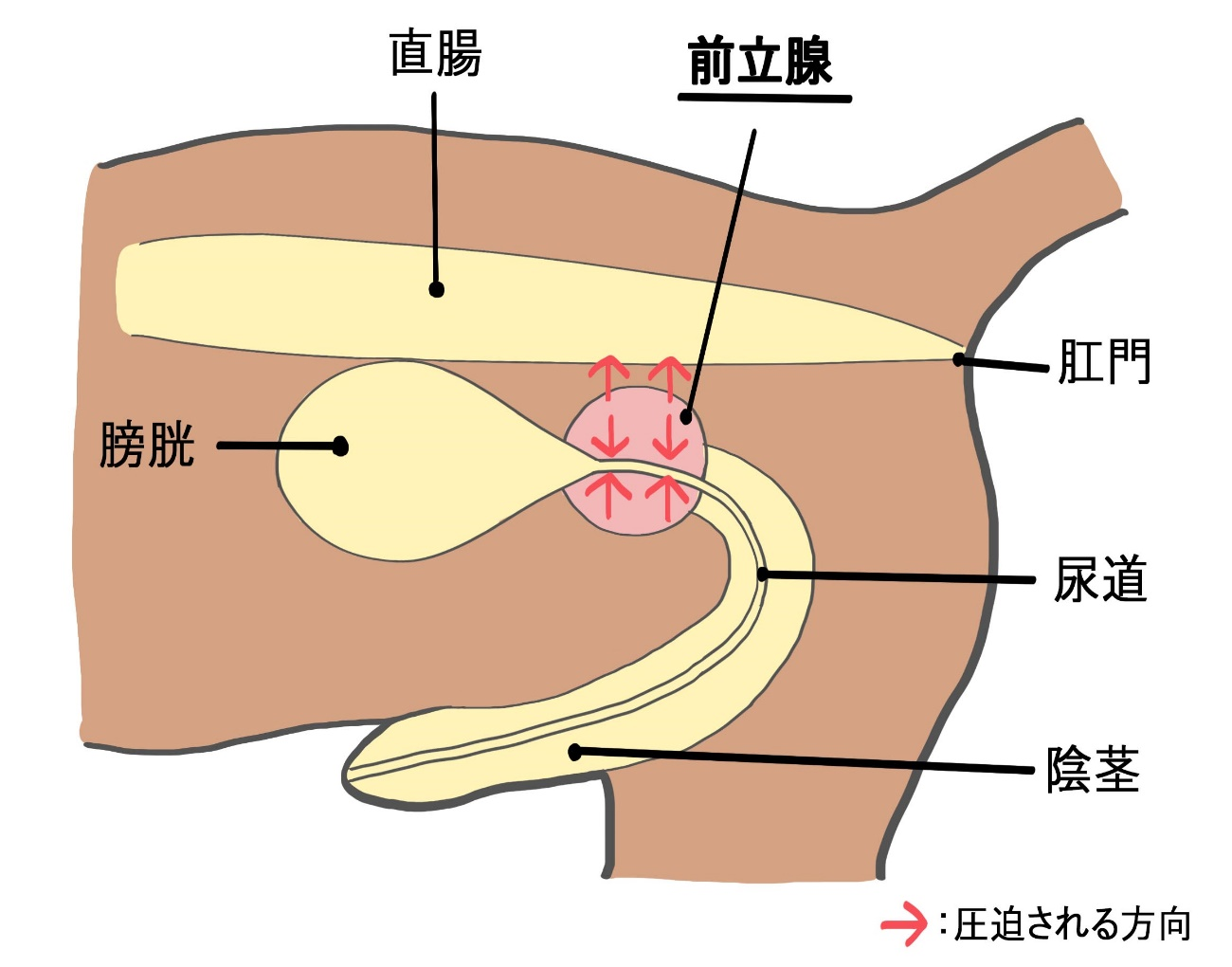 前立腺肥大