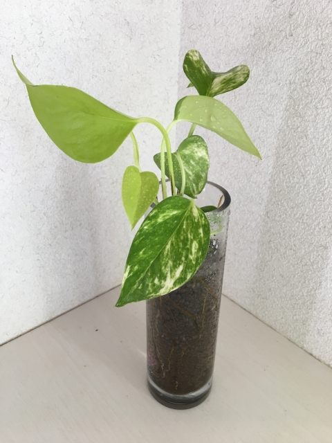 観葉植物による中毒 ペット保険のfpc