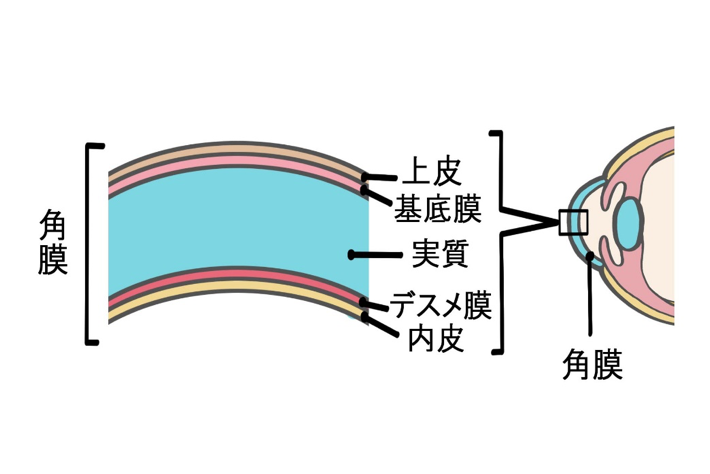 角膜の模式図