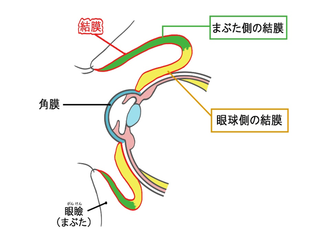 結膜の模式図
