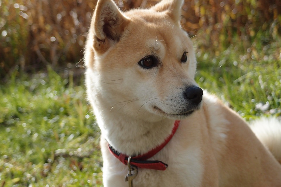 柴犬の特徴 飼い方 ペット保険のfpc