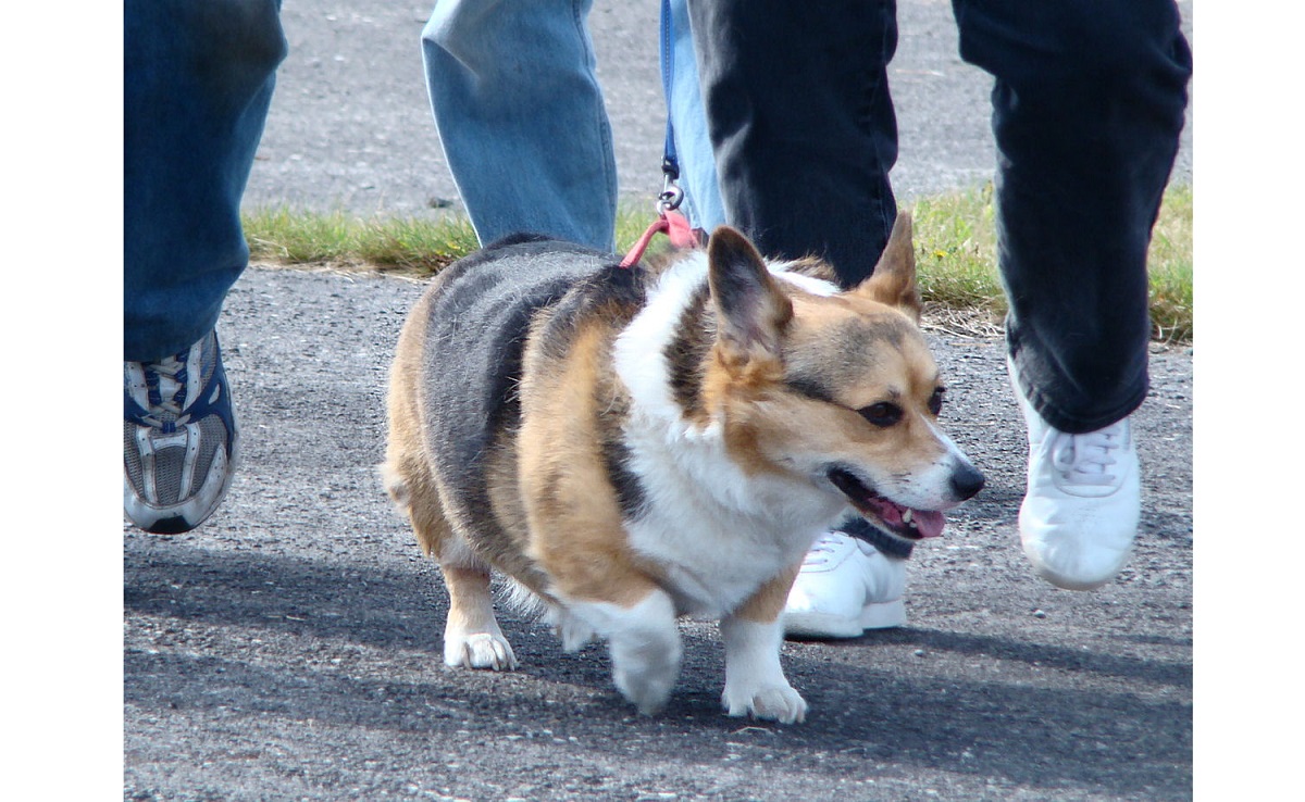 ウェルシュ コーギー カーディガンの特徴 飼い方 ペット保険のfpc