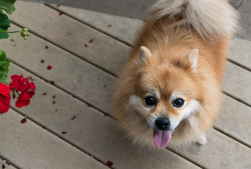 ポメラニアンの特徴 飼い方 ペット保険のfpc