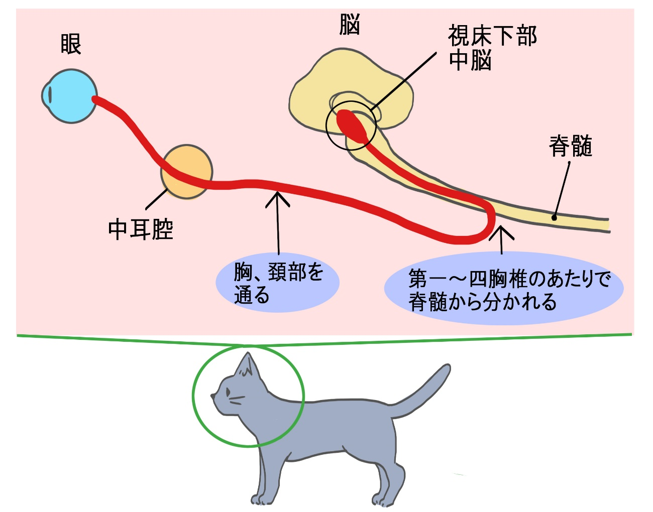 ホルネル症候群に関係する交感神経経路