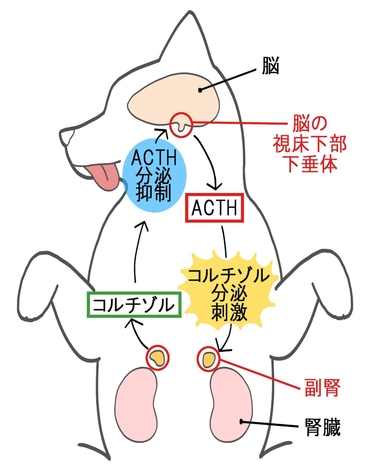 犬のコルチゾル分泌の仕組み