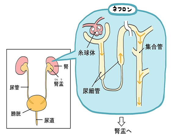 糸球体の模式図