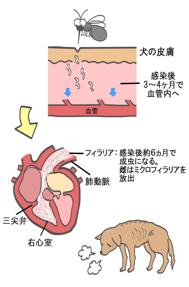 フィラリア に かかっ た 犬 の 寿命