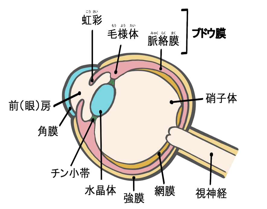 ブドウ膜の模式図