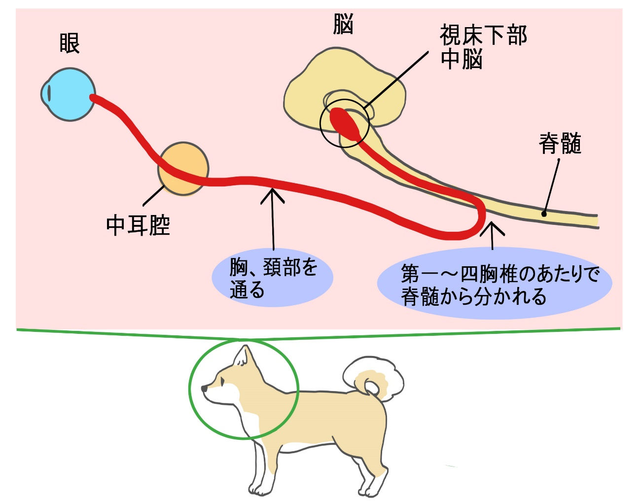 ホルネル症候群に関係する交感神経経路