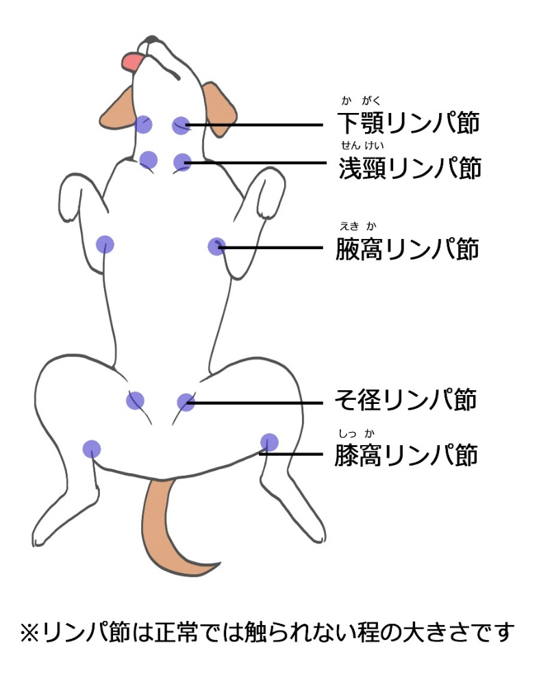 犬の体表リンパ節の模式図