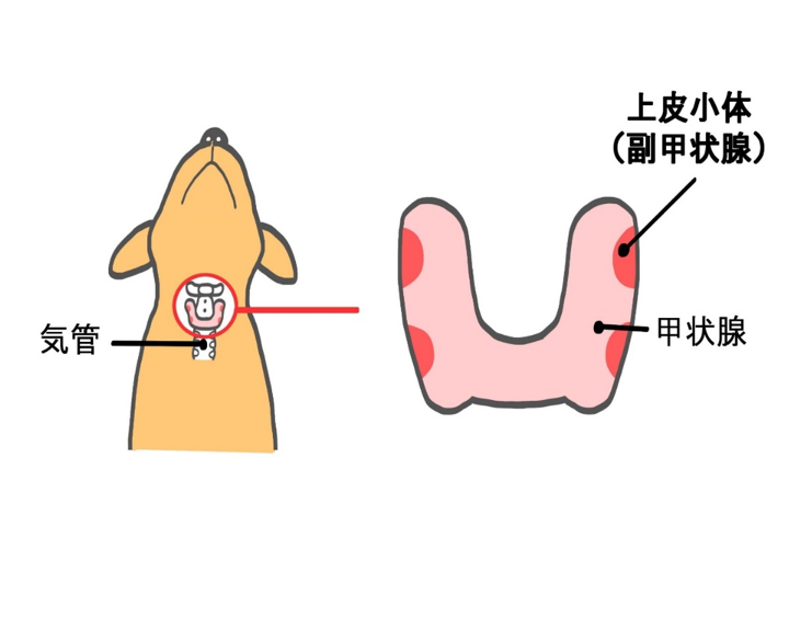 上皮小体の模式図