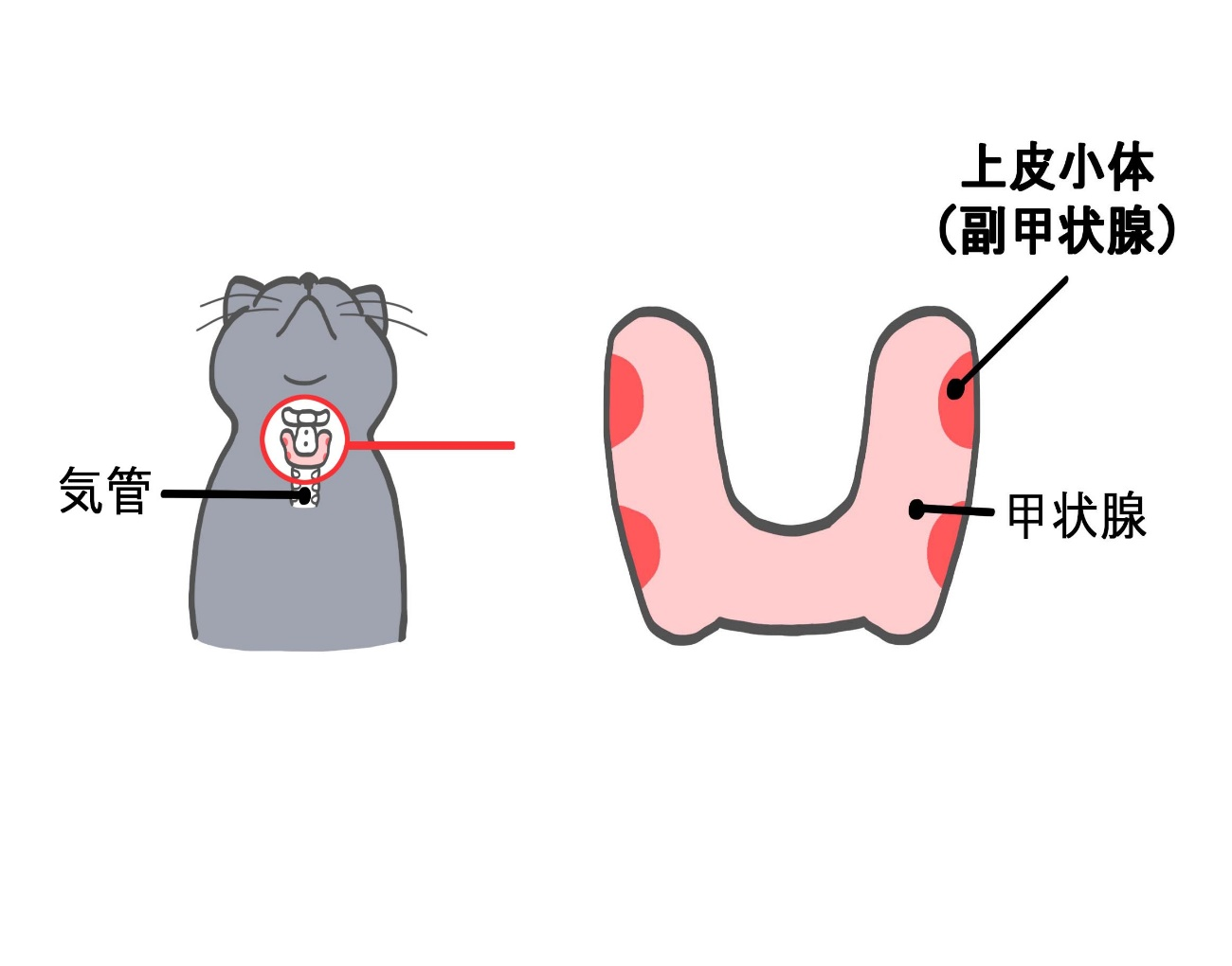 上皮小体（副甲状腺）の模式図