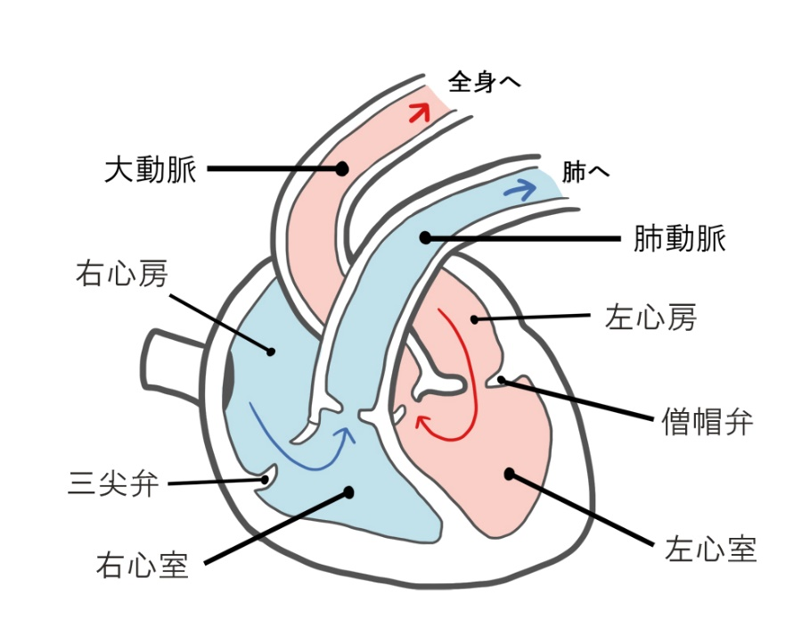 心臓の模式図