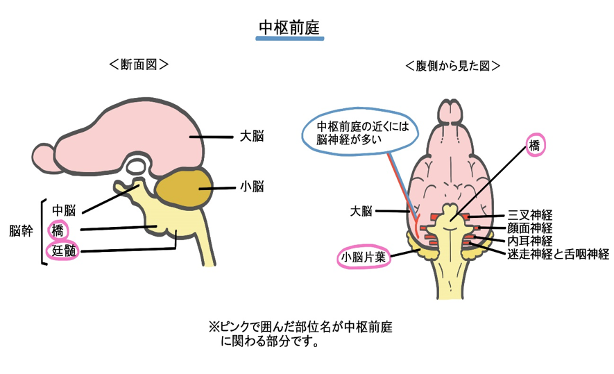 中枢前庭