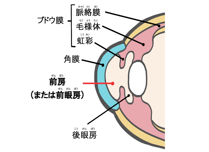 前房の模式図