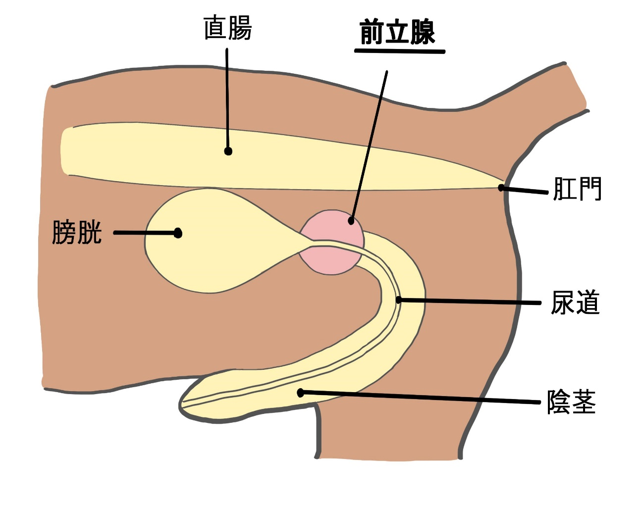 犬の前立腺の模式図