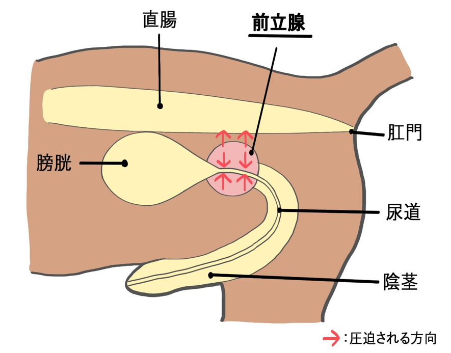 犬の前立腺の模式図