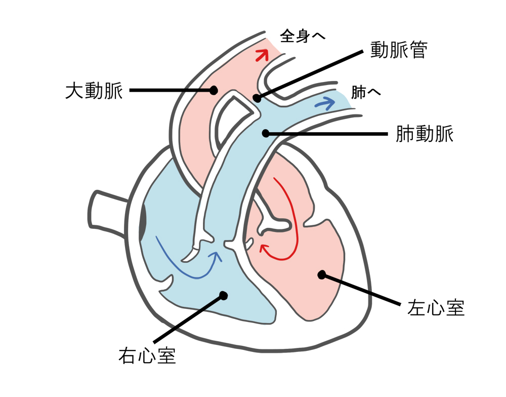動脈管の模式図