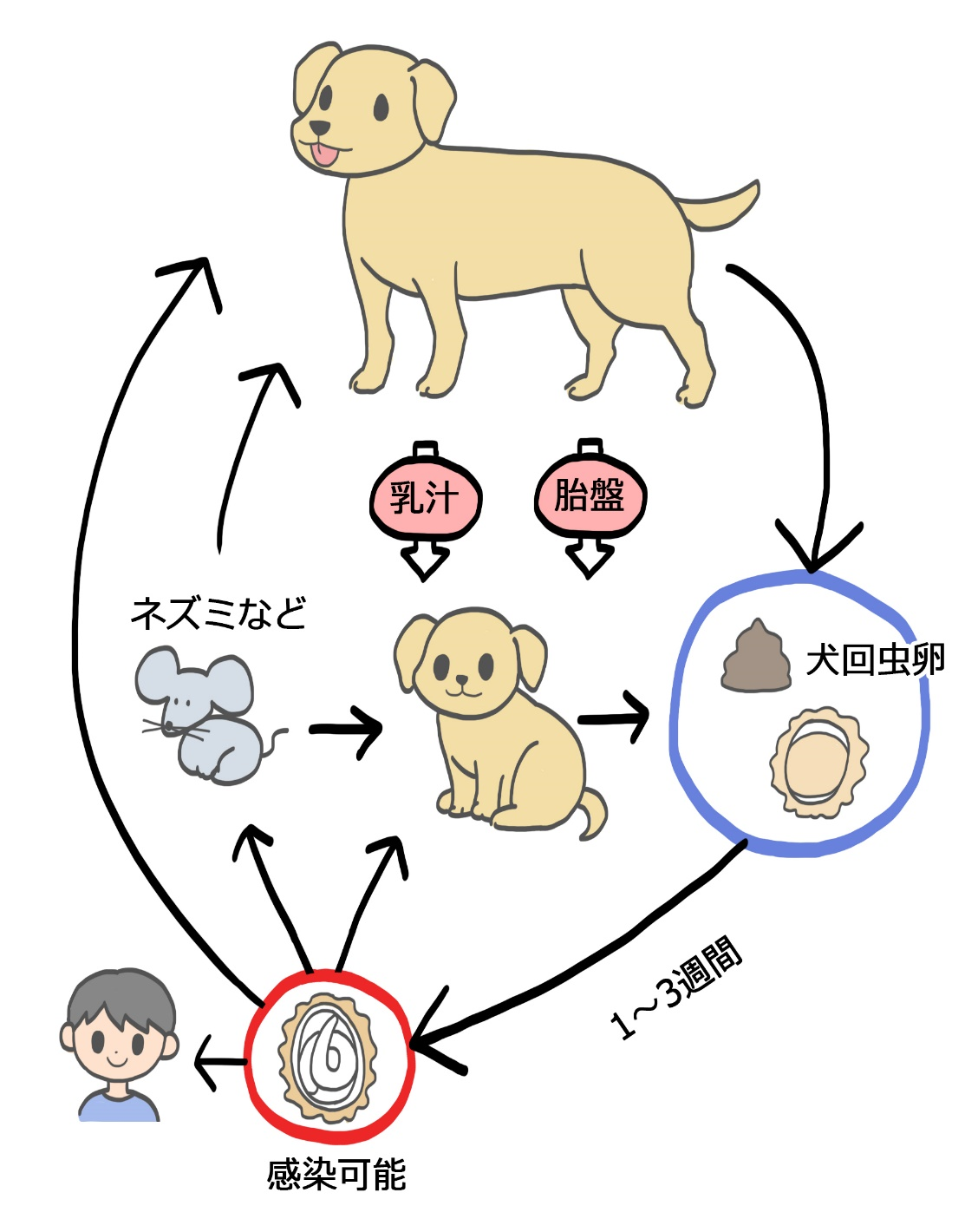 犬回虫の感染経路