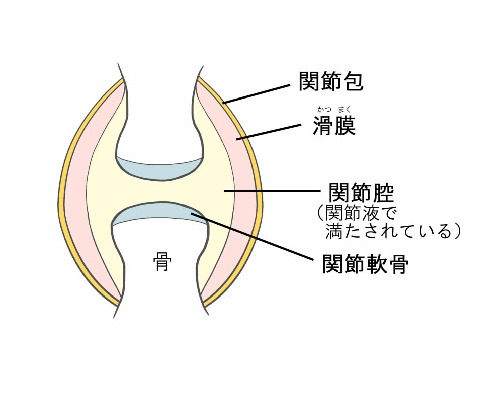 関節の模式図