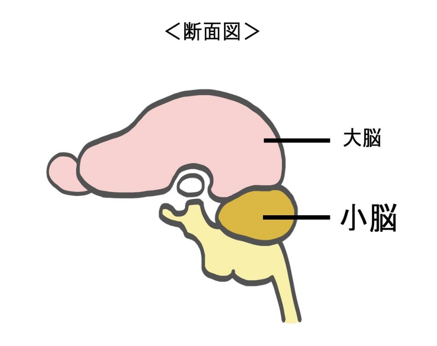 小脳の模式図