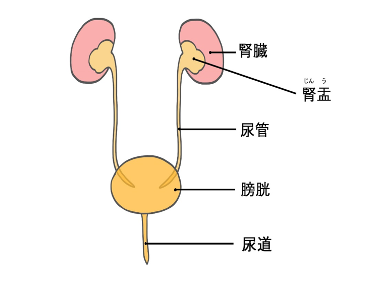 尿路の模式図