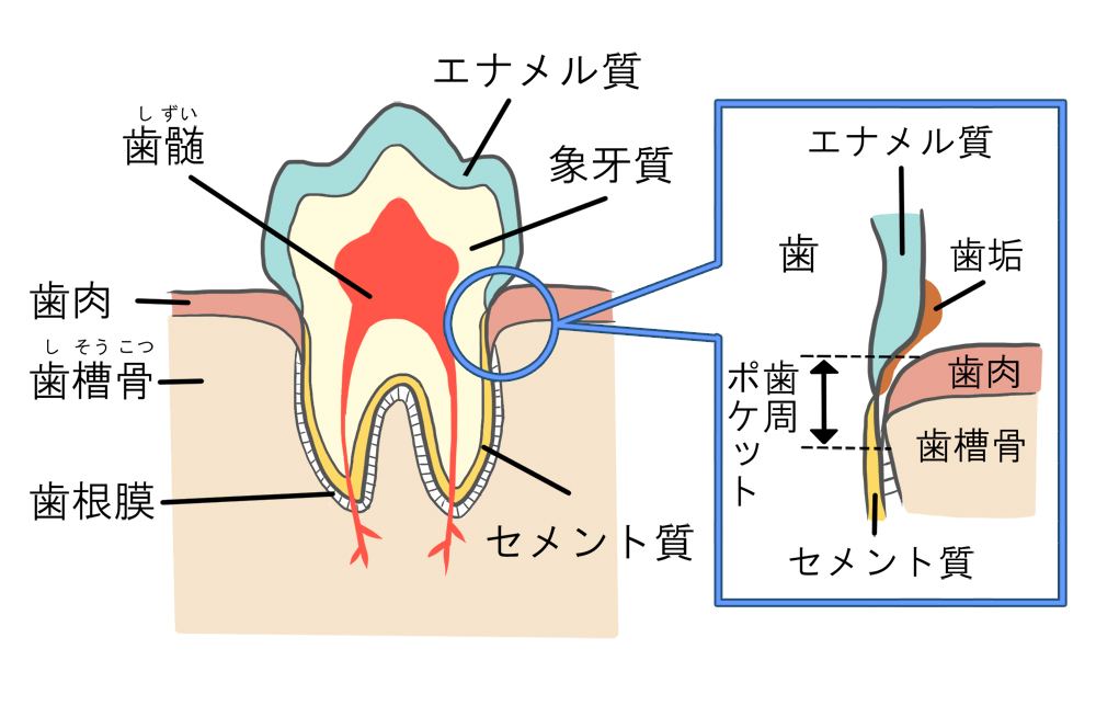 歯の模式図