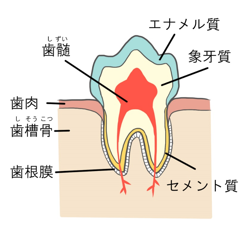 歯の模式図