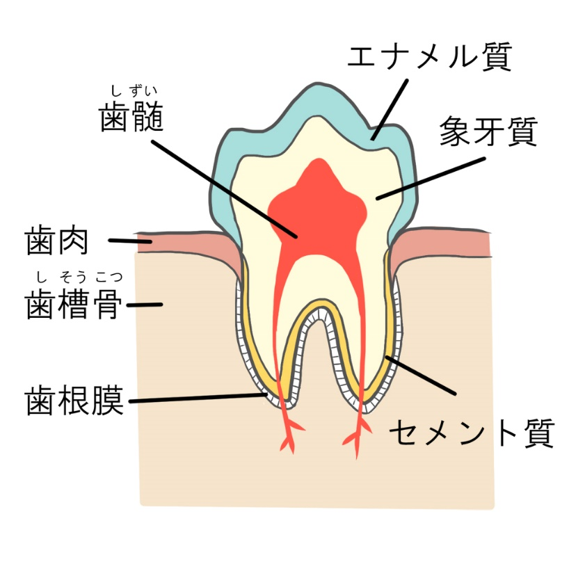 エナメル 質 形成 不全