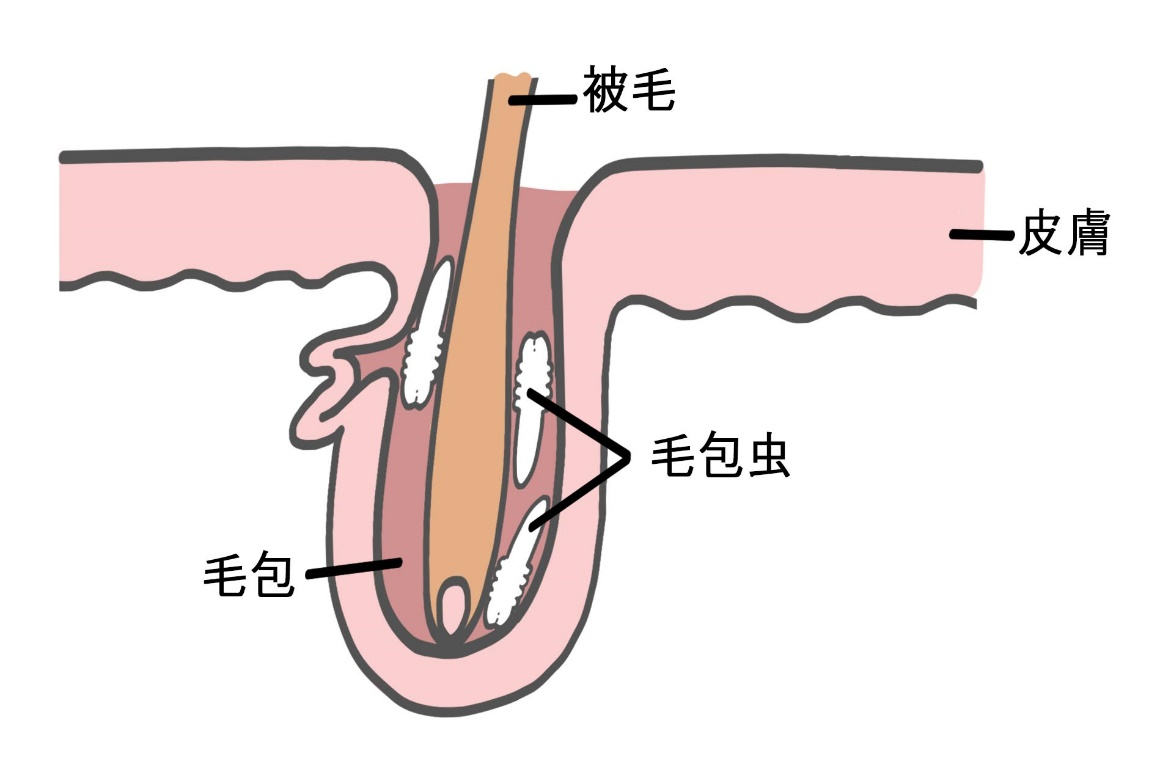 毛包虫の寄生模式図