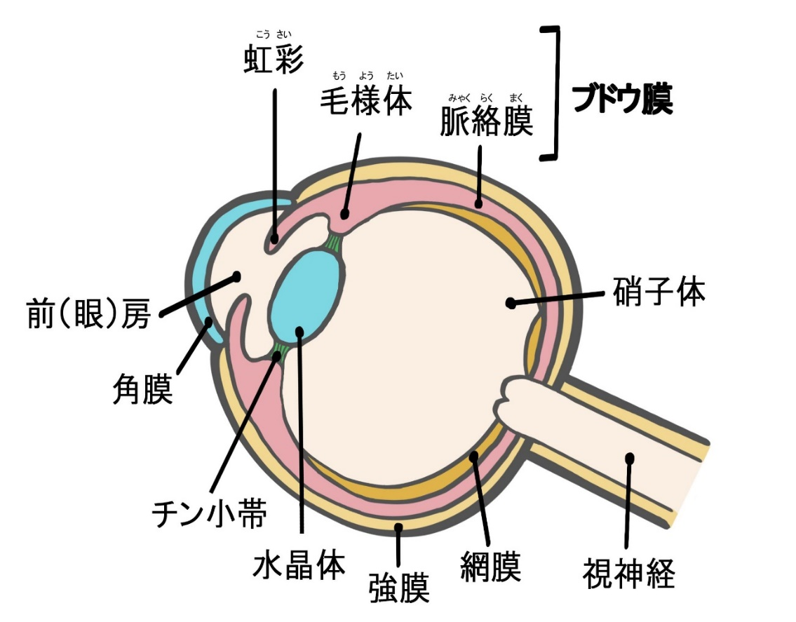 眼球の模式図