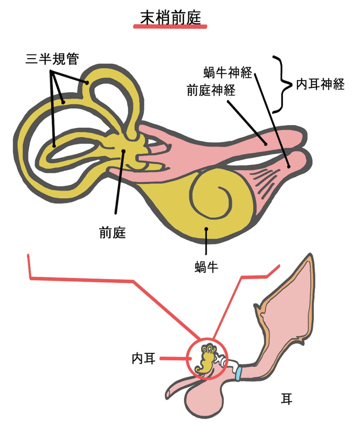 末梢前庭の模式図