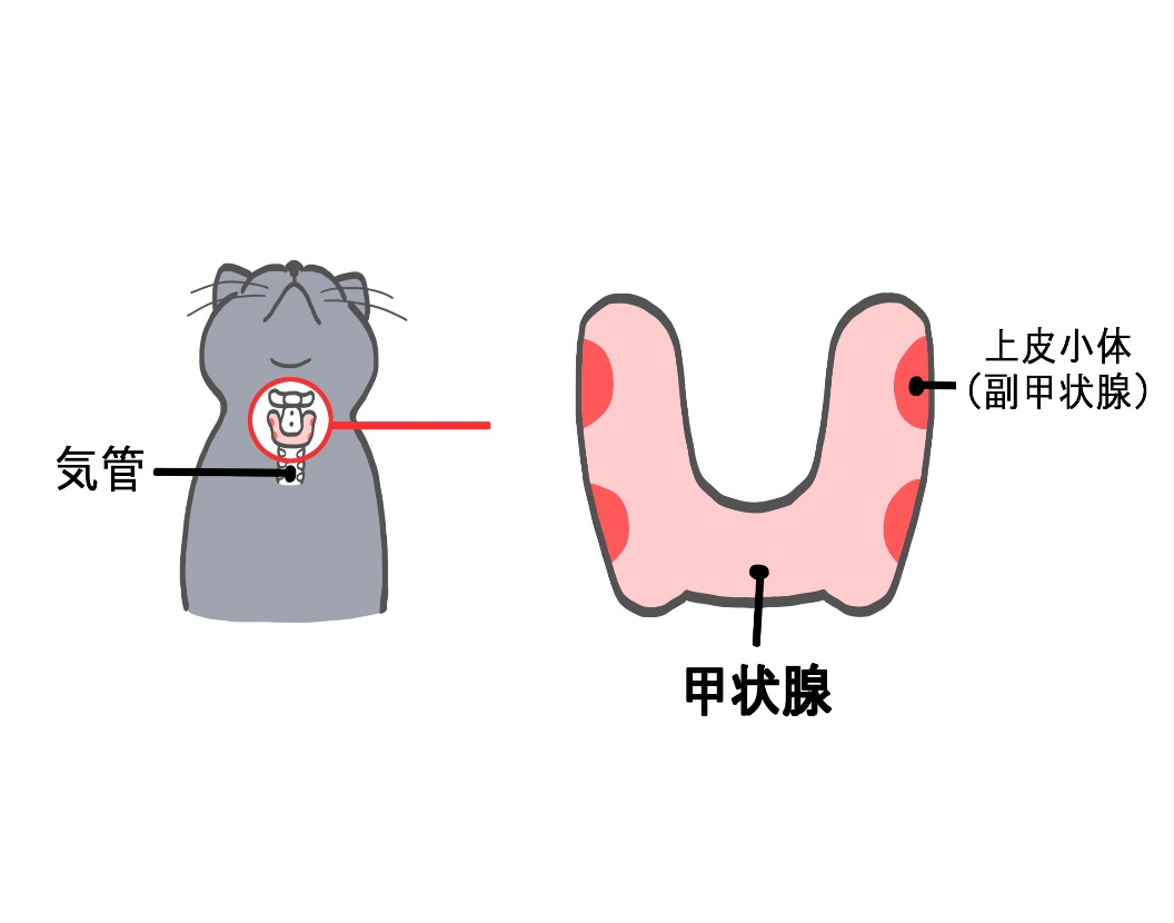甲状腺の模式図