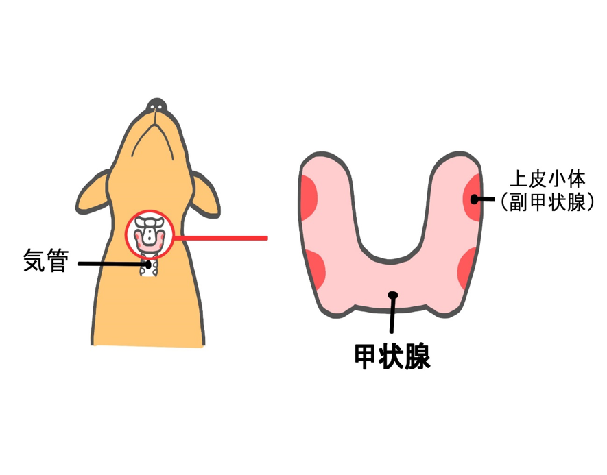 甲状腺の模式図