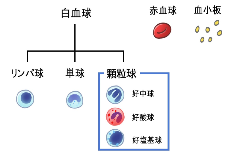 血液中の各血球、血小板の模式図