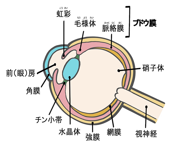 眼の模式図