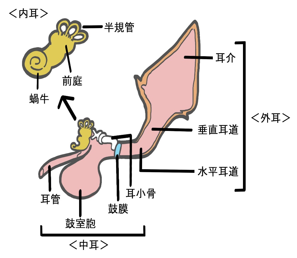 耳の模式図